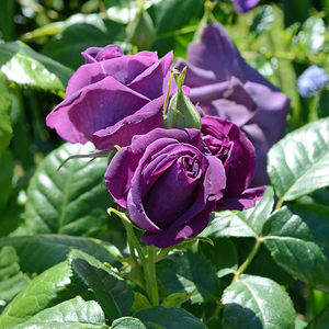 Poзa Минерва - лиловая - Роза флорибунда 